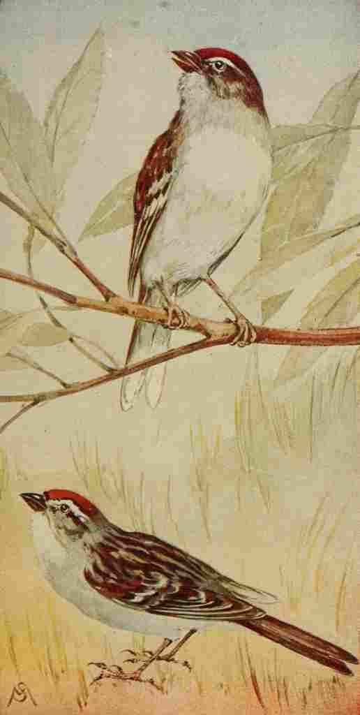 S Mathews 1921 Field & Chipping Sparrows A4 Photo Print