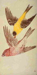 S Mathews 1921 Finches A4 Photo Print