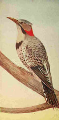 S Mathews 1921 Flicker A4 Photo Print