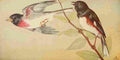 S Mathews 1921 Grosbeak & Towhee A4 Photo Print