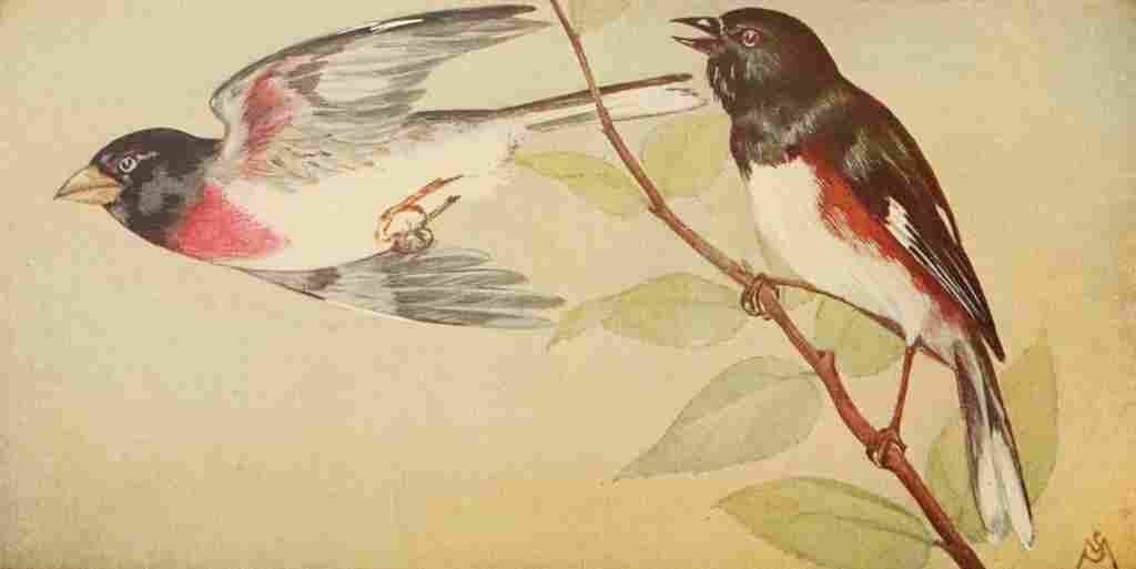 S Mathews 1921 Grosbeak & Towhee A4 Photo Print