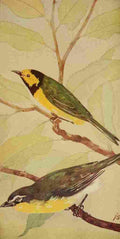 S Mathews 1921 Hooded Warbler & Chat A4 Photo Print