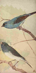 S Mathews 1921 Indigo Bunting & Junco A4 Photo Print
