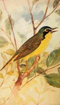 S Mathews 1921 Kentucky Warbler A4 Photo Print