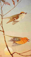 S Mathews 1921 Kinglet & Warbler A4 Photo Print