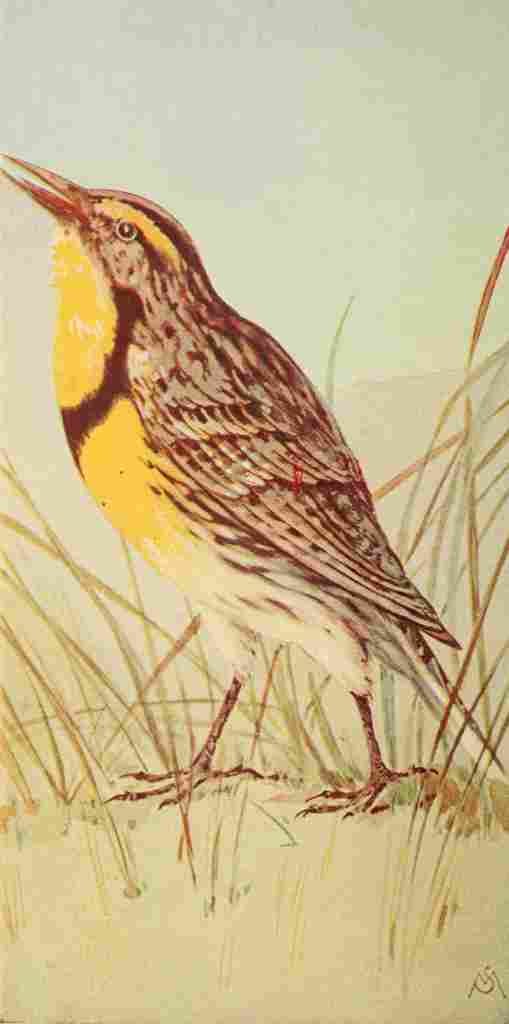 S Mathews 1921 Meadowlark A4 Photo Print