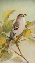 S Mathews 1921 Mockingbird A4 Photo Print