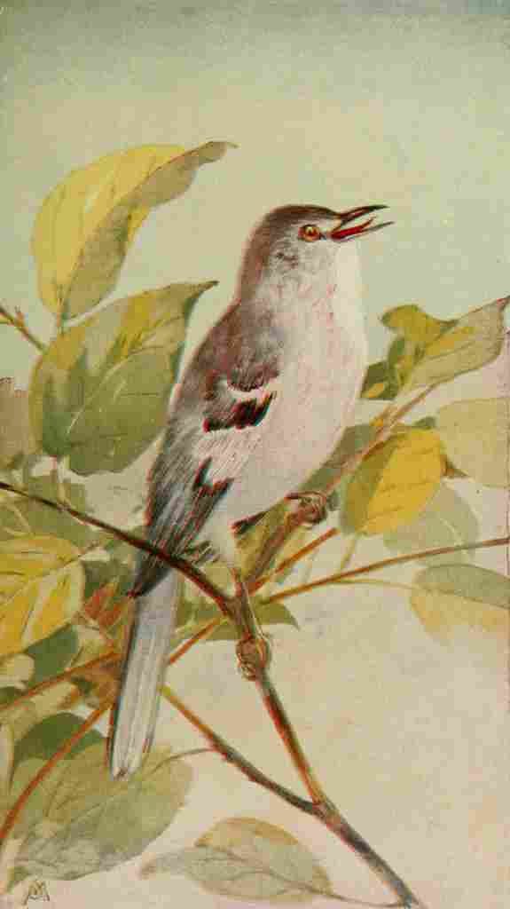 S Mathews 1921 Mockingbird A4 Photo Print