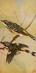 S Mathews 1921 Myrtle & Mgnlia Warblers A4 Photo Print