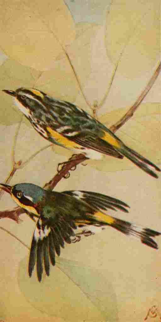 S Mathews 1921 Myrtle & Mgnlia Warblers A4 Photo Print