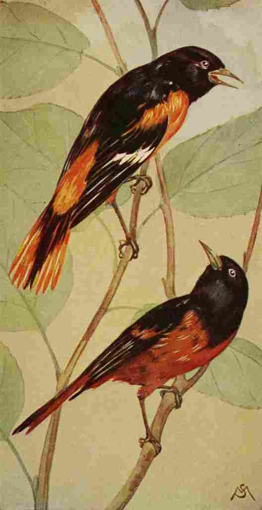 S Mathews 1921 Orioles A4 Photo Print