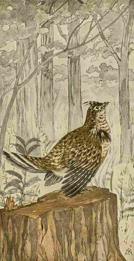 S Mathews 1921 Partridge A4 Photo Print