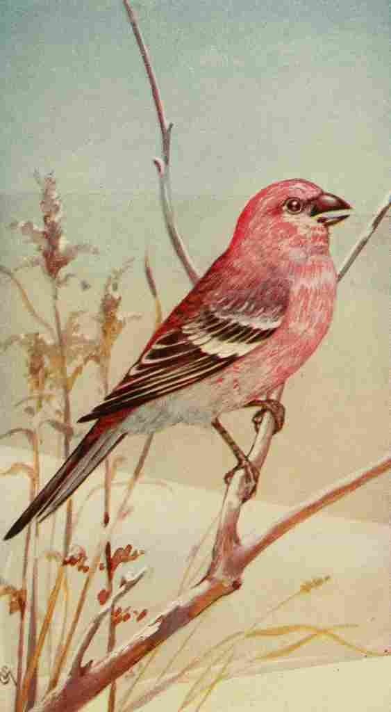 S Mathews 1921 Pine Grosbeak A4 Photo Print