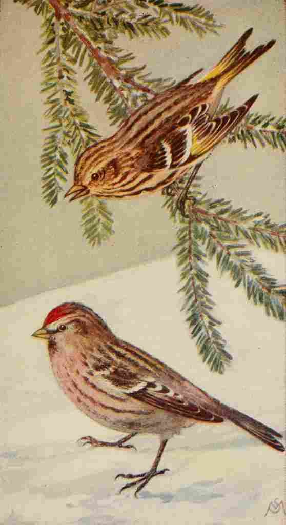 S Mathews 1921 Pine Siskin & Redpoll A4 Photo Print