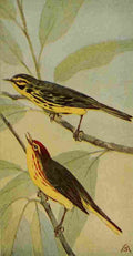 S Mathews 1921 Prairie Warbler & Y Redstart A4 Photo Print