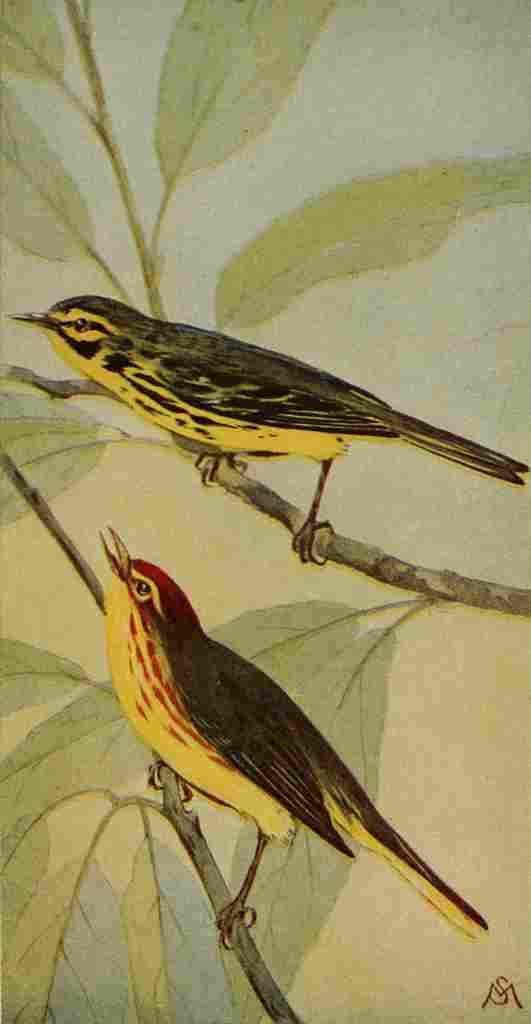 S Mathews 1921 Prairie Warbler & Y Redstart A4 Photo Print