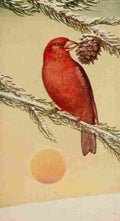 S Mathews 1921 Red Crossbill A4 Photo Print