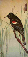 S Mathews 1921 Red winged Blackbird A4 Photo Print