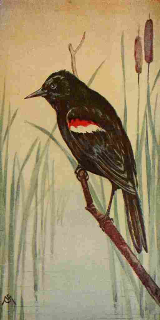 S Mathews 1921 Red winged Blackbird A4 Photo Print