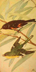 S Mathews 1921 Redstart & Pine Warbler A4 Photo Print