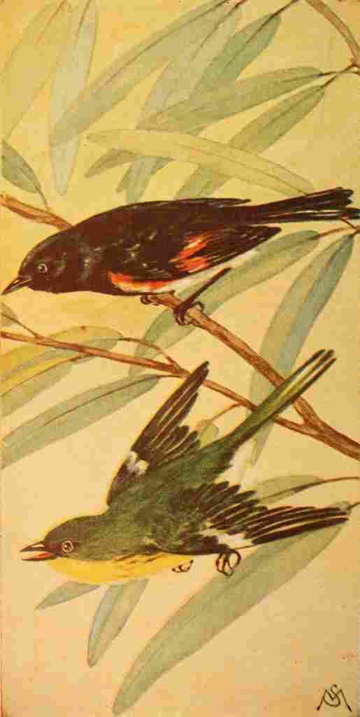 S Mathews 1921 Redstart & Pine Warbler A4 Photo Print