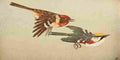 S Mathews 1921 Rrd brst & Chsnt sid Warblers A4 Photo Print