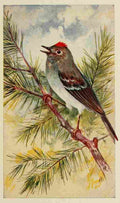 S Mathews 1921 Ruby crowned Kinglet A4 Photo Print