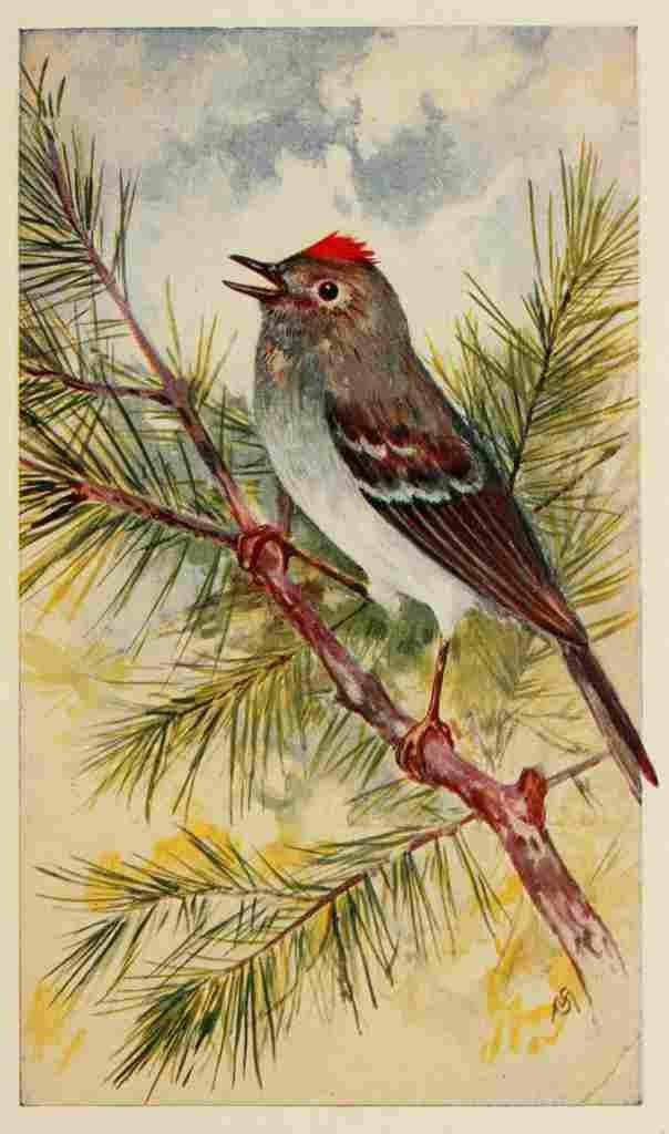 S Mathews 1921 Ruby crowned Kinglet A4 Photo Print