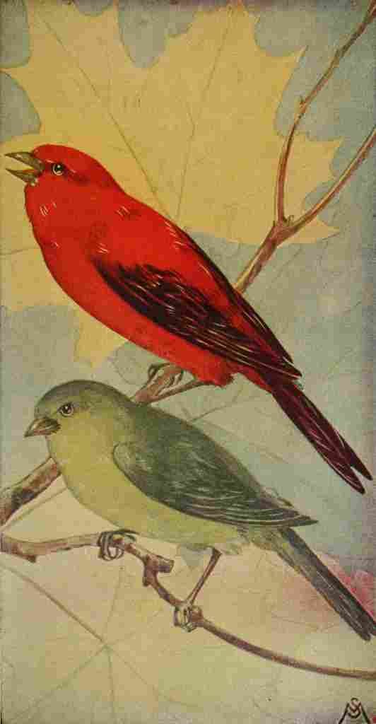 S Mathews 1921 Scarlet Tanager A4 Photo Print