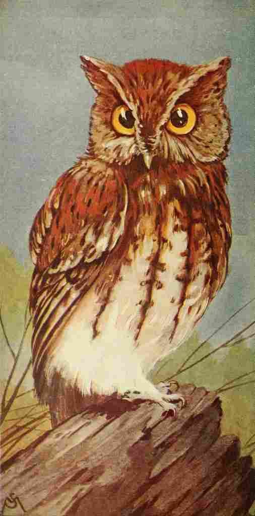 S Mathews 1921 Screech Owl A4 Photo Print