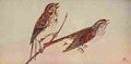 S Mathews 1921 Song & Swamp Sparrows A4 Photo Print