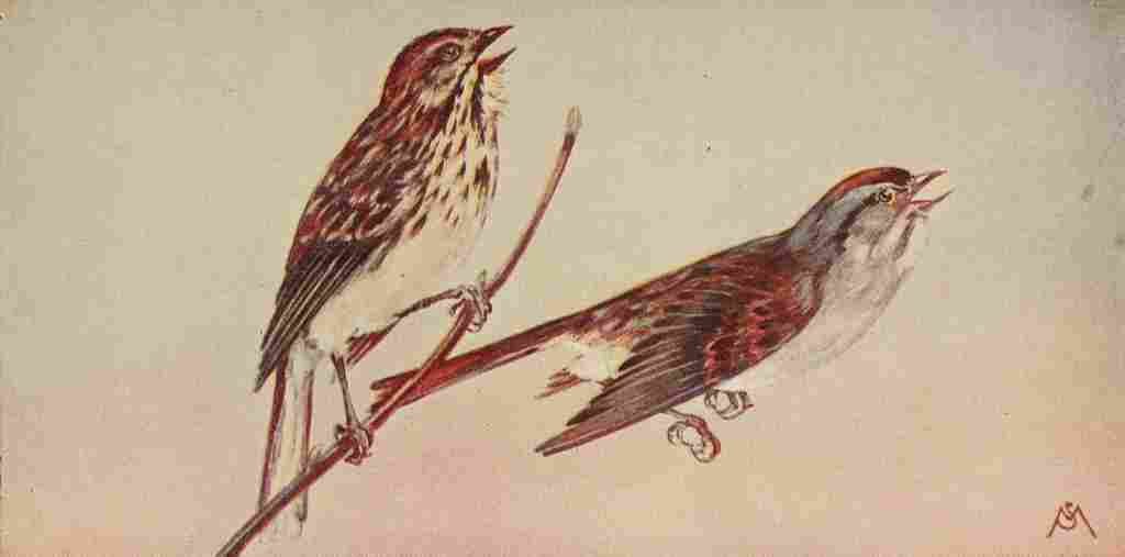 S Mathews 1921 Song & Swamp Sparrows A4 Photo Print