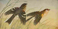 S Mathews 1921 Sparrows A4 Photo Print