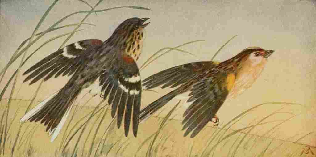 S Mathews 1921 Sparrows A4 Photo Print