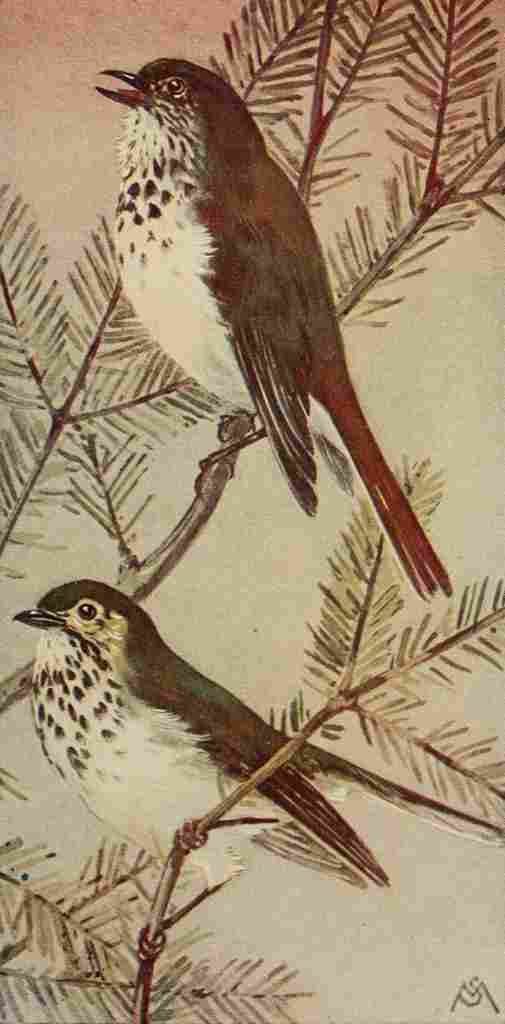 S Mathews 1921 Thrushes A4 Photo Print