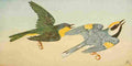 S Mathews 1921 Warblers A4 Photo Print