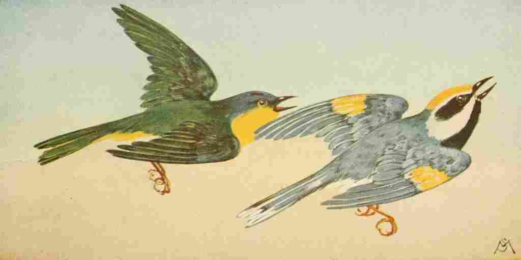 S Mathews 1921 Warblers A4 Photo Print
