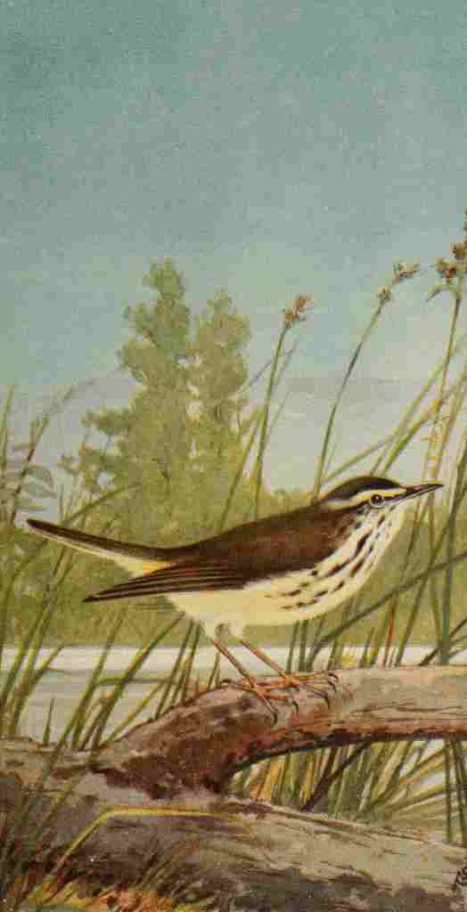 S Mathews 1921 Water Thrush A4 Photo Print