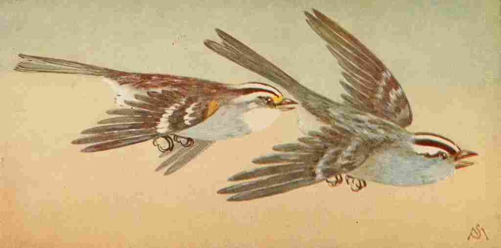 S Mathews 1921 White Sparrows A4 Photo Print