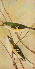 S Mathews 1921 White eyed & Sol Vireos A4 Photo Print