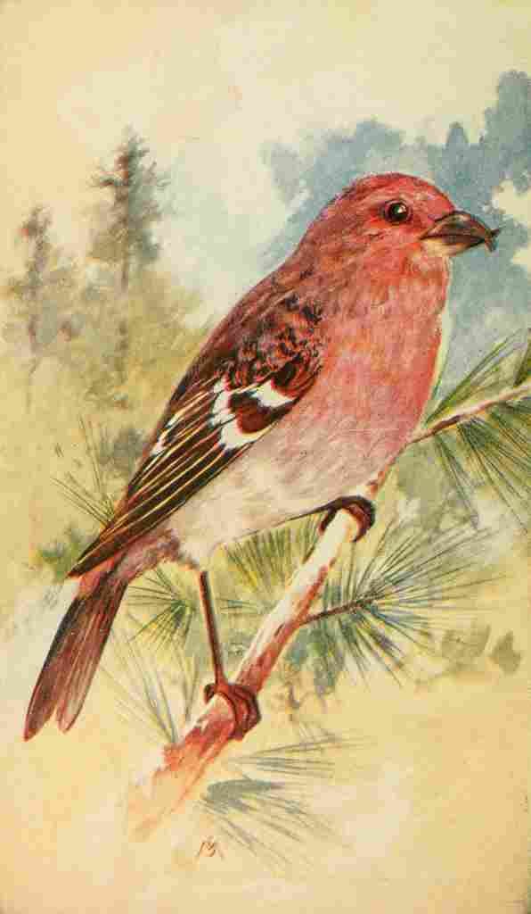 S Mathews 1921 White winged Crossbill A4 Photo Print
