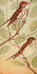 S Mathews 1921 Wood Thrush & Veery A4 Photo Print