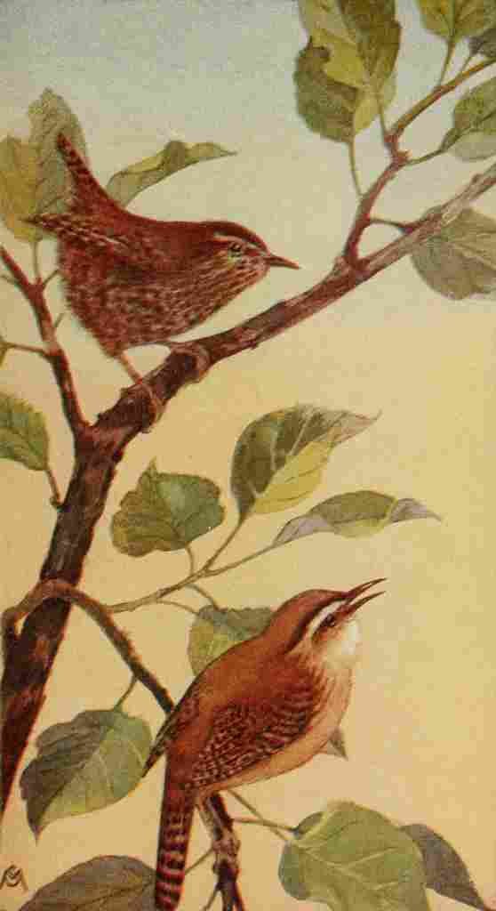 S Mathews 1921 Wrens A4 Photo Print
