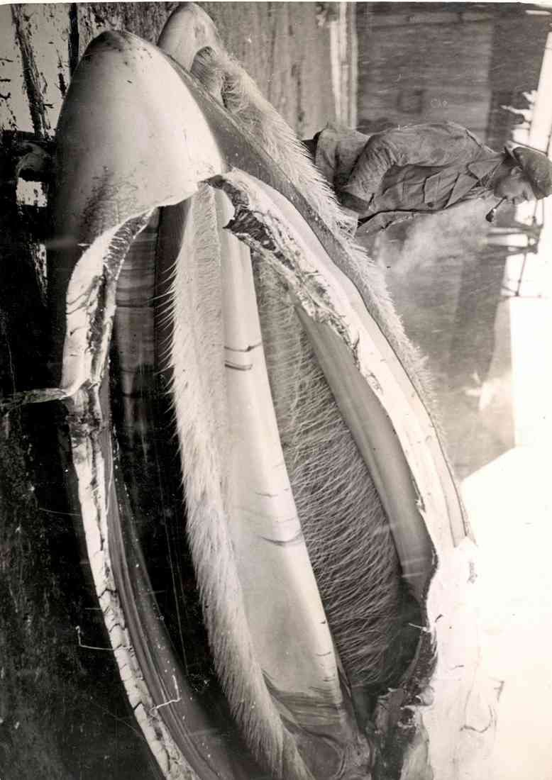 SPERM WHALE SOUTH GEORGIA 2 A4 Photo Print