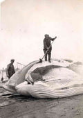 SPERM WHALE SOUTH GEORGIA A4 Photo Print