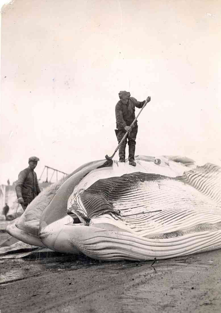 SPERM WHALE SOUTH GEORGIA A4 Photo Print