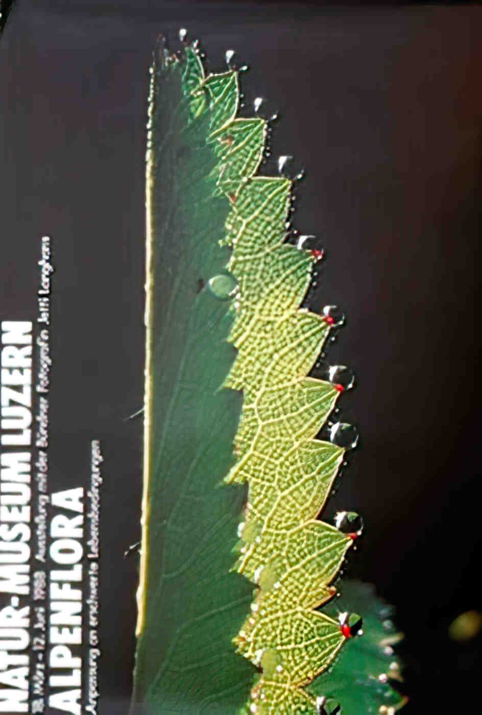 SWL09303 Advert A4 Photo Print
