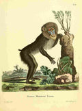 Sève Jacques 1774 Mandrill A4 Photo Print