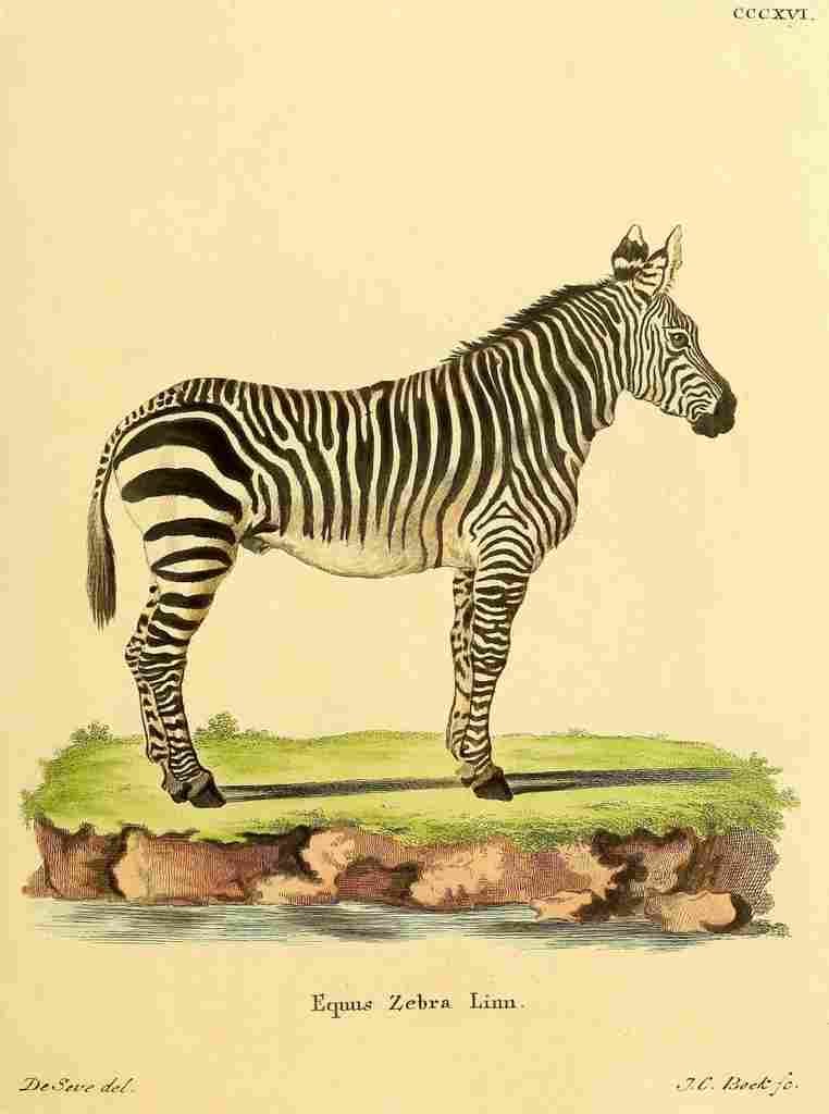 Sève Jacques de 1774 Zebra A4 Photo Print