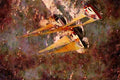 Sailing Boats 172091 Block Island Race Week, 1992 A4 Limited Edition Watercolour Print